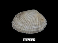 藏品(紫晃蛤)的圖片